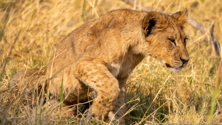 Lion cub walking through dry grass with one foreleg extended and head turned right.