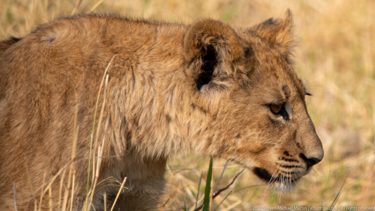 Close right-facing profile of a lion cub walking through sunlit grass.