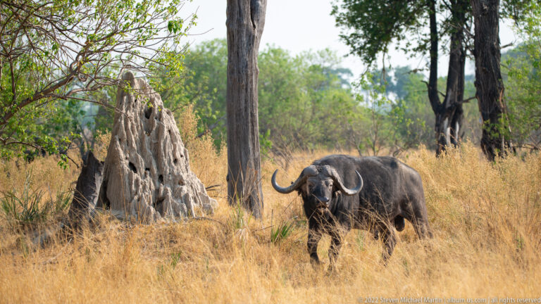 African buffalo standing in dry grass beside a tall termite mound and scattered trees.