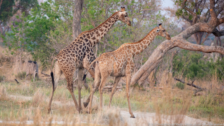 Two giraffes standing close together beneath trees in open woodland.