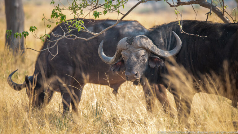 Several African buffalo standing together in tall dry grass, nearest animal facing the camera.
