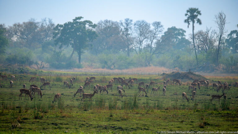 Dozens of impala dispersed across a green floodplain beneath distant woodland and a tall palm.