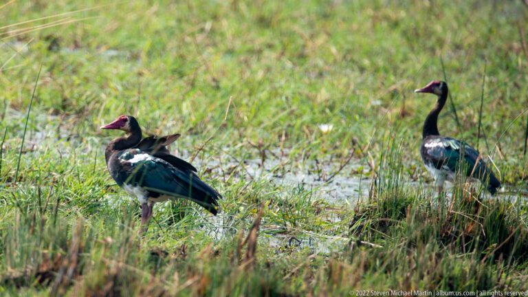 Three spur-winged geese standing among shallow water and green wetland grass.