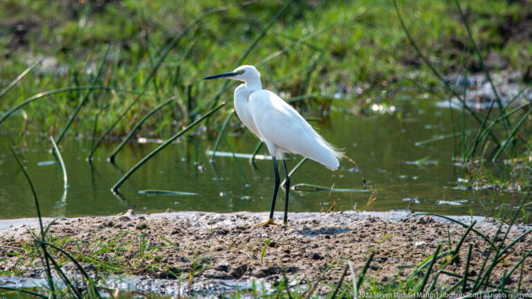 Large white egret standing on mud beside shallow water and reeds.