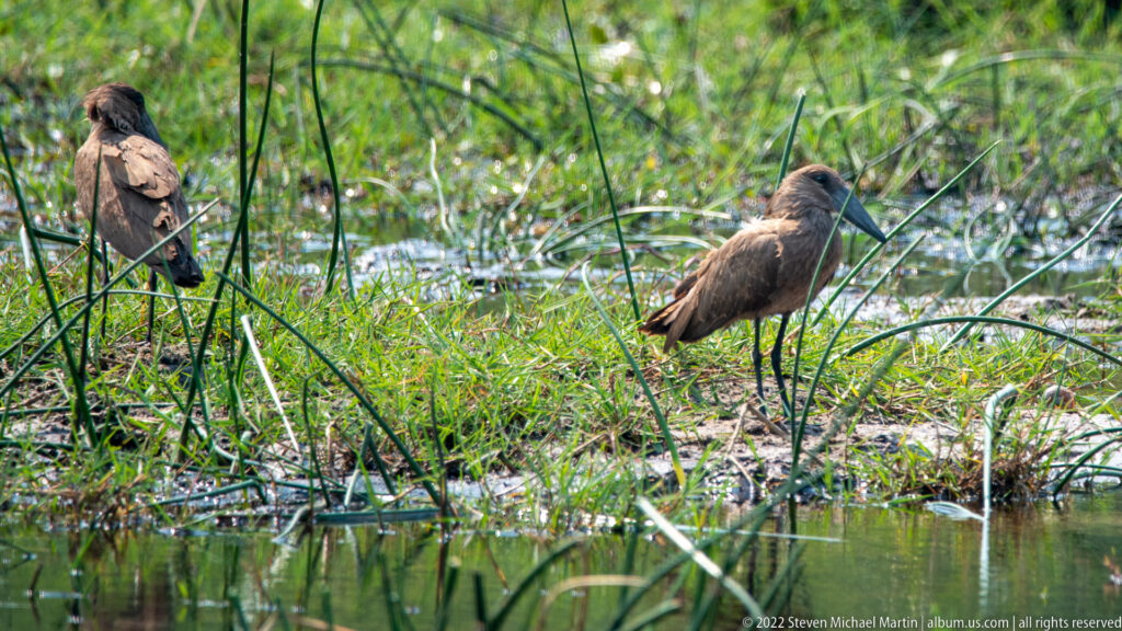 Brown hamerkop standing among reeds and shallow water in a green wetland.