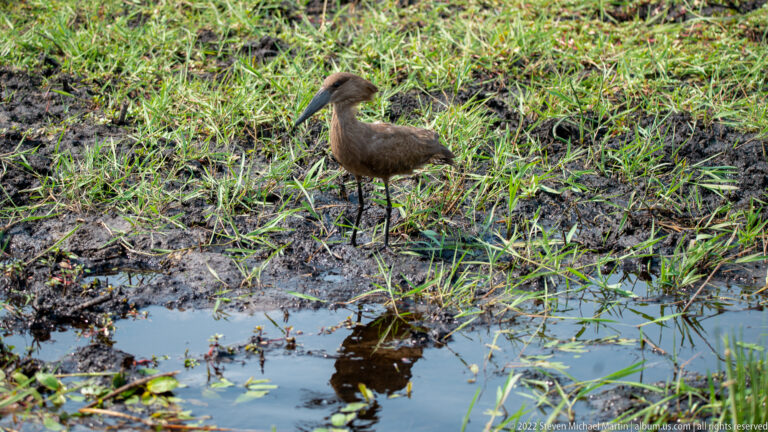 Hamerkop standing on muddy wetland ground beside a shallow pool with its reflection visible.