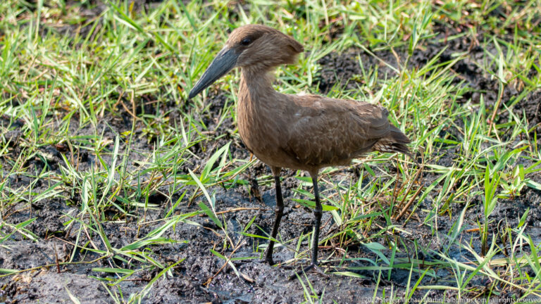 Full-body hamerkop standing upright on muddy ground among green wetland grass.