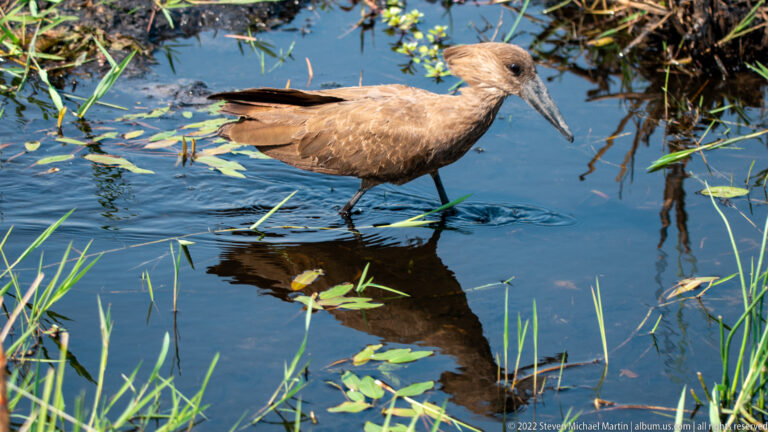 Hamerkop wading through shallow water with floating leaves and a clear reflection below.