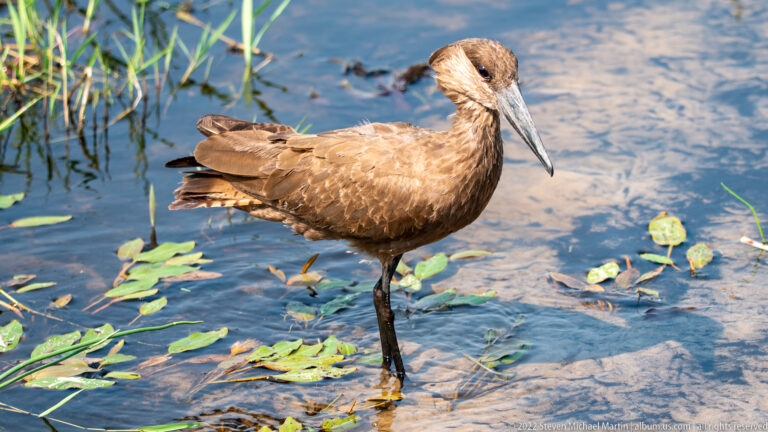 Hamerkop standing in shallow blue water among floating aquatic leaves.