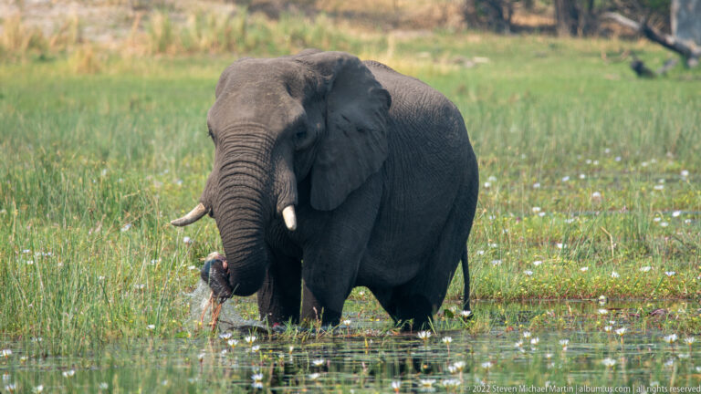 African elephant facing forward in shallow floodplain water with tusks and lowered trunk visible.