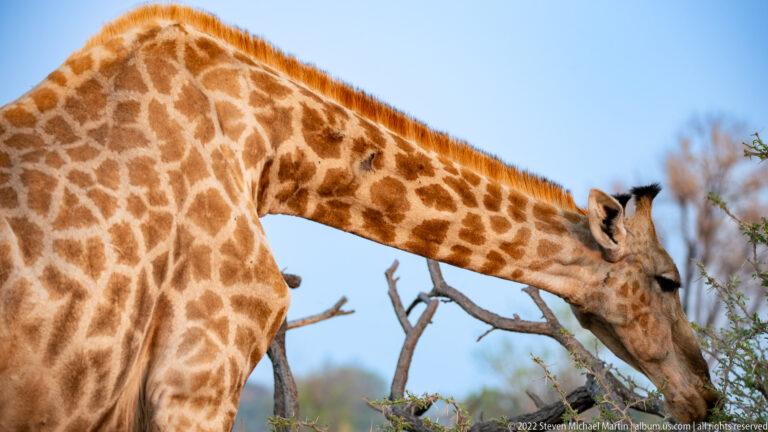 Giraffe bending its long neck to browse leaves from a thorny shrub against blue sky.