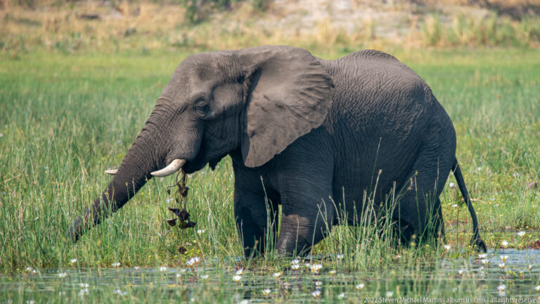 African elephant in side view feeding with its trunk among tall green grasses in shallow water.