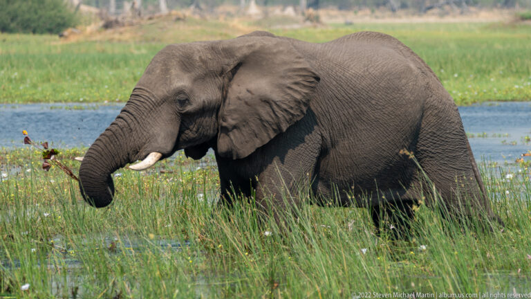 African elephant walking through green wetland grass beside shallow water, with trunk curled and one tusk visible.
