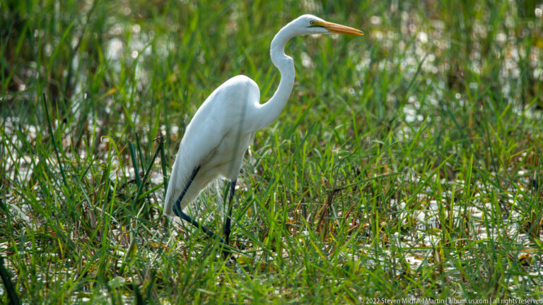 Great egret standing among green reeds with long white neck, yellow bill, and black legs visible.