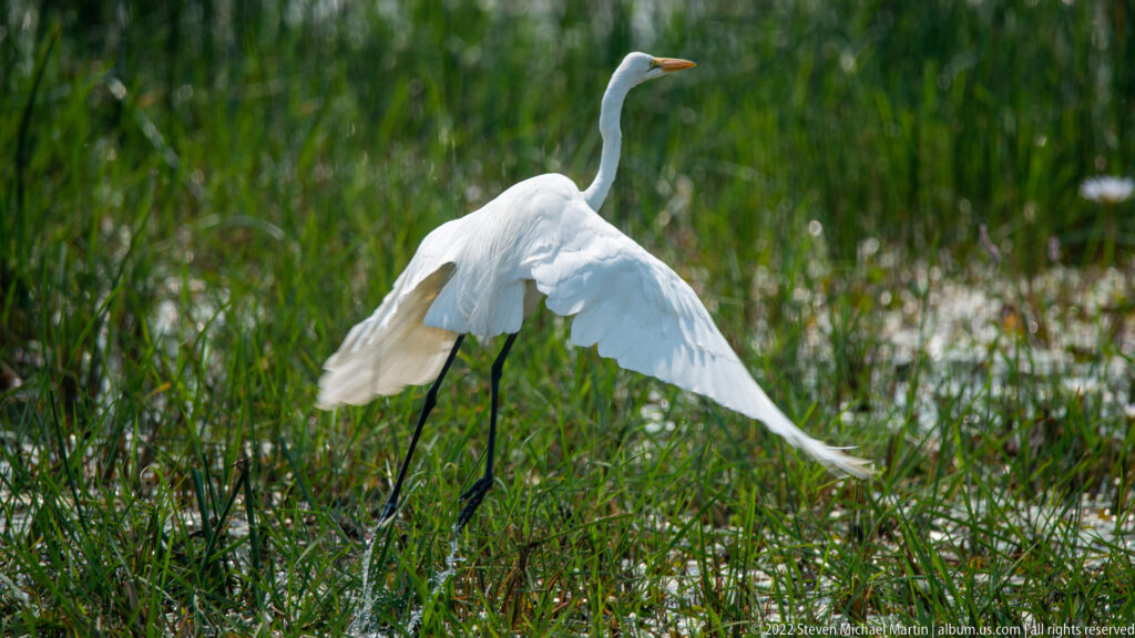 Great egret spreading both white wings while stepping through green marsh grass.
