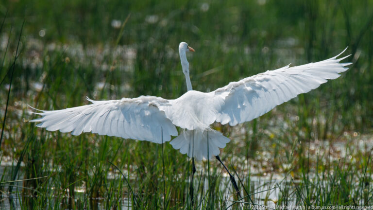 Rear view of a great egret with both wings fully extended above wetland vegetation.