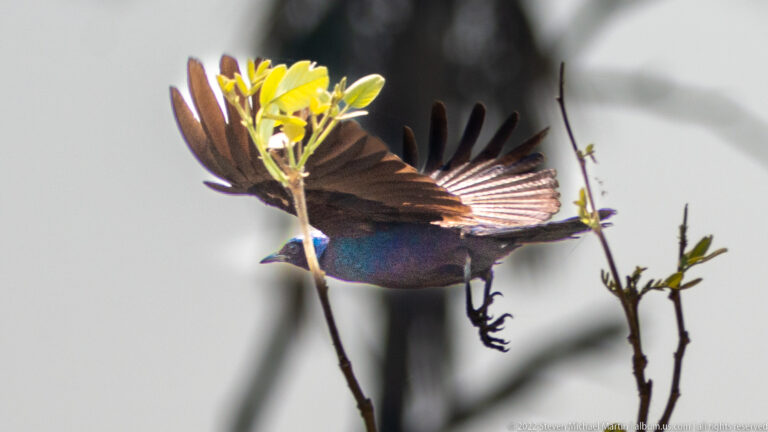 Colorful turaco in flight beside a flowering branch, with dark spread wings and blue-green body visible.