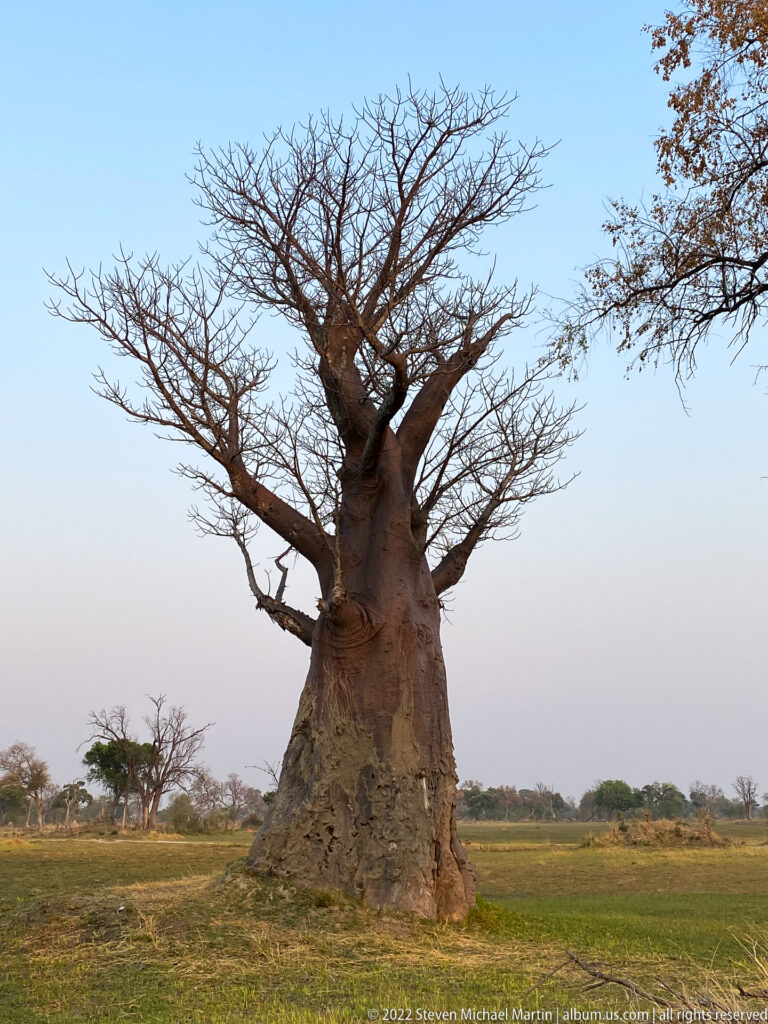 Massive African baobab with swollen trunk and mostly bare branching crown standing on open grassland.