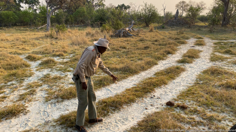 Safari guide bending over a sandy vehicle track and pointing toward animal signs on the ground.
