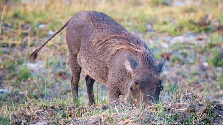 Common warthog grazing with head down in short mixed grass.