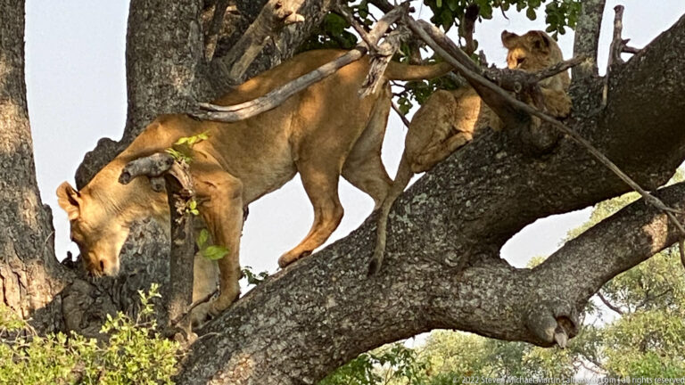 Lioness climbing down through a tree fork while a younger lion watches from branches behind.