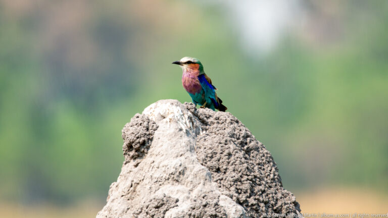 Lilac-breasted roller perched on top of a pale termite mound against a blurred green background.