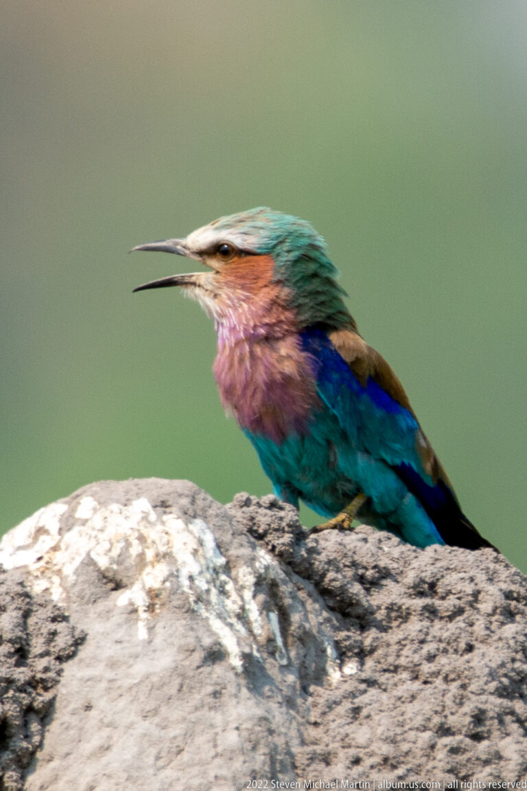 Lilac-breasted roller perched on a termite mound with its bill open in a calling posture.
