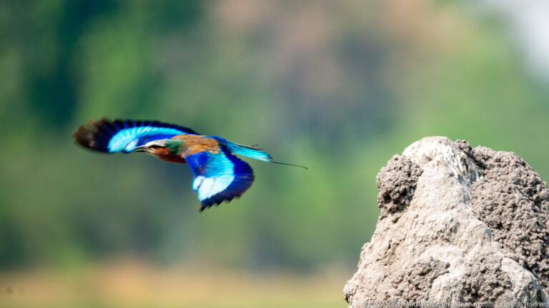 Lilac-breasted roller flying beside a termite mound with brilliant blue and turquoise wings spread.