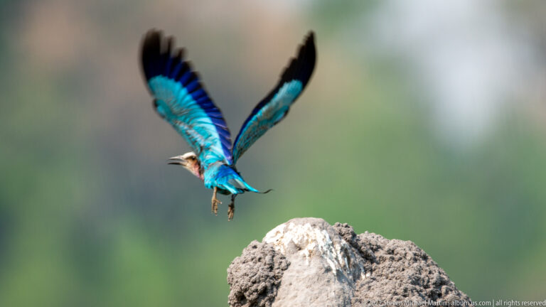 Lilac-breasted roller descending toward a termite mound with bright blue wings raised and feet extended.