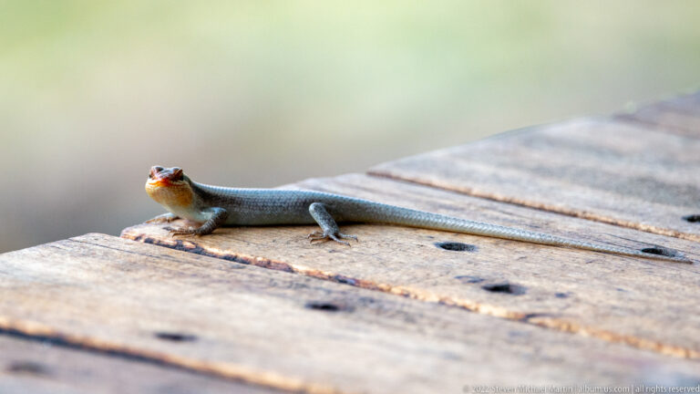 Small blue-gray skink with orange throat basking on weathered wooden planks.