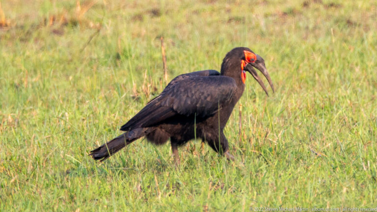 Southern ground hornbill walking through green grass with black plumage, huge bill, and bright red face.