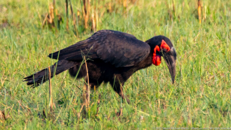 Southern ground hornbill lowering its large bill into green grass while foraging.
