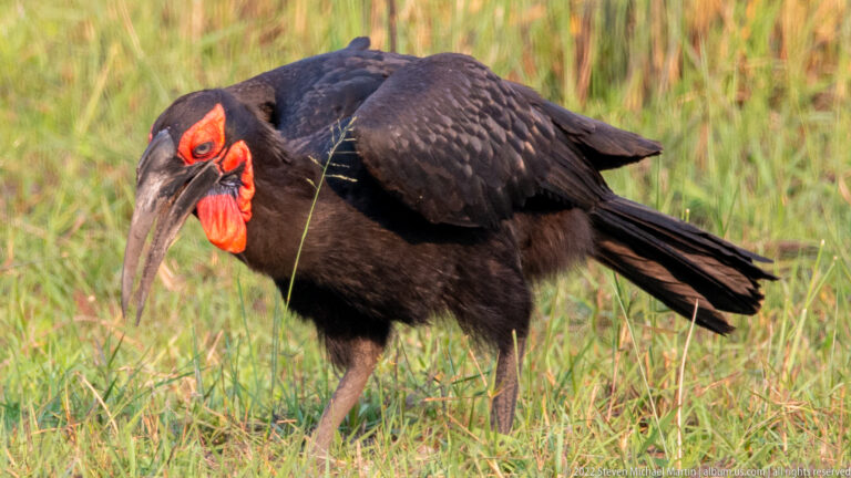 Close portrait of a southern ground hornbill showing massive bill, red face and throat pouch, and black feathers.