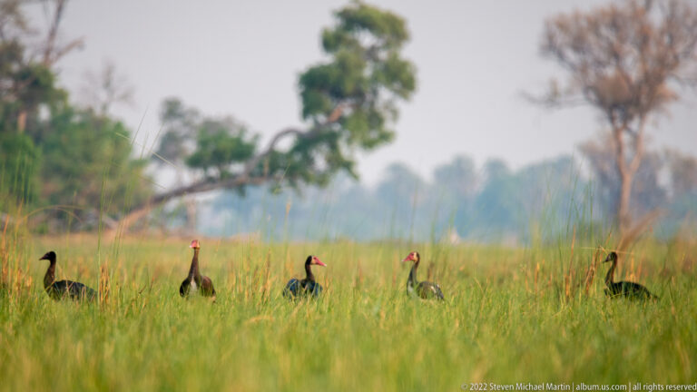 Several southern ground hornbills walking in a loose line through tall green grassland.