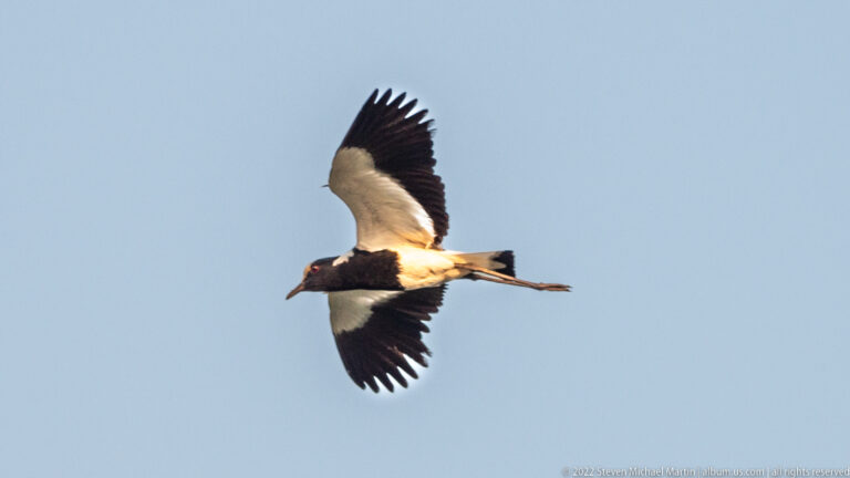 Saddle-billed stork flying across blue sky with black-and-white wings spread and long legs trailing.