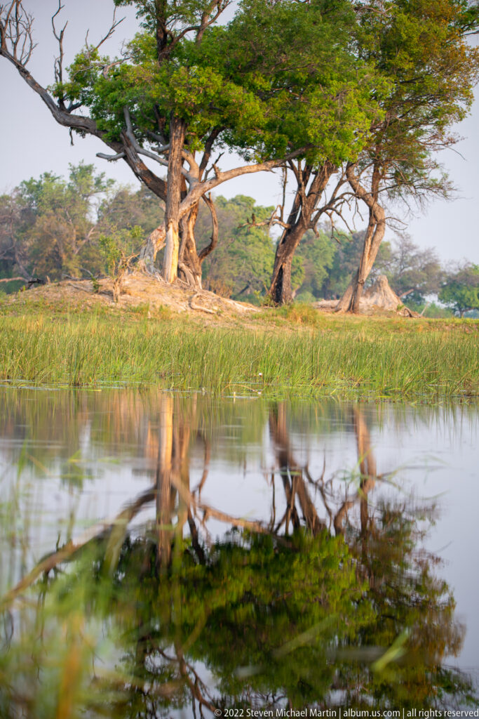 Riverine trees and reeds reflected in calm floodplain water under warm light.