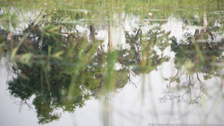 Upside-down reflection of leafy riverine trees in still water, interrupted by floating stems and small ripples.