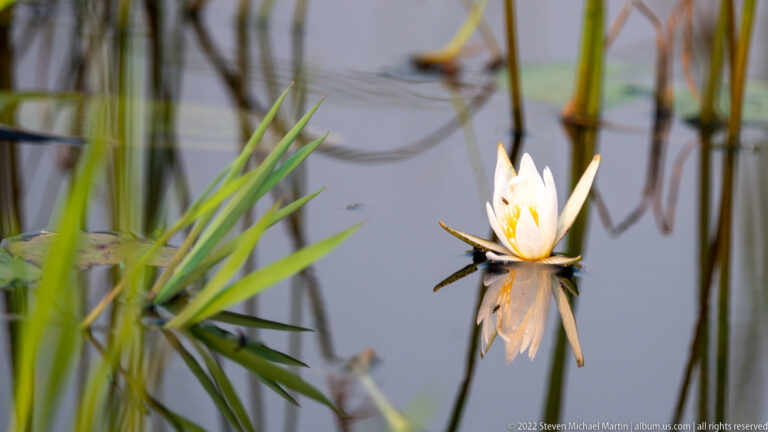 Pale African water lily with yellow center rising above dark water among reeds and aquatic leaves.