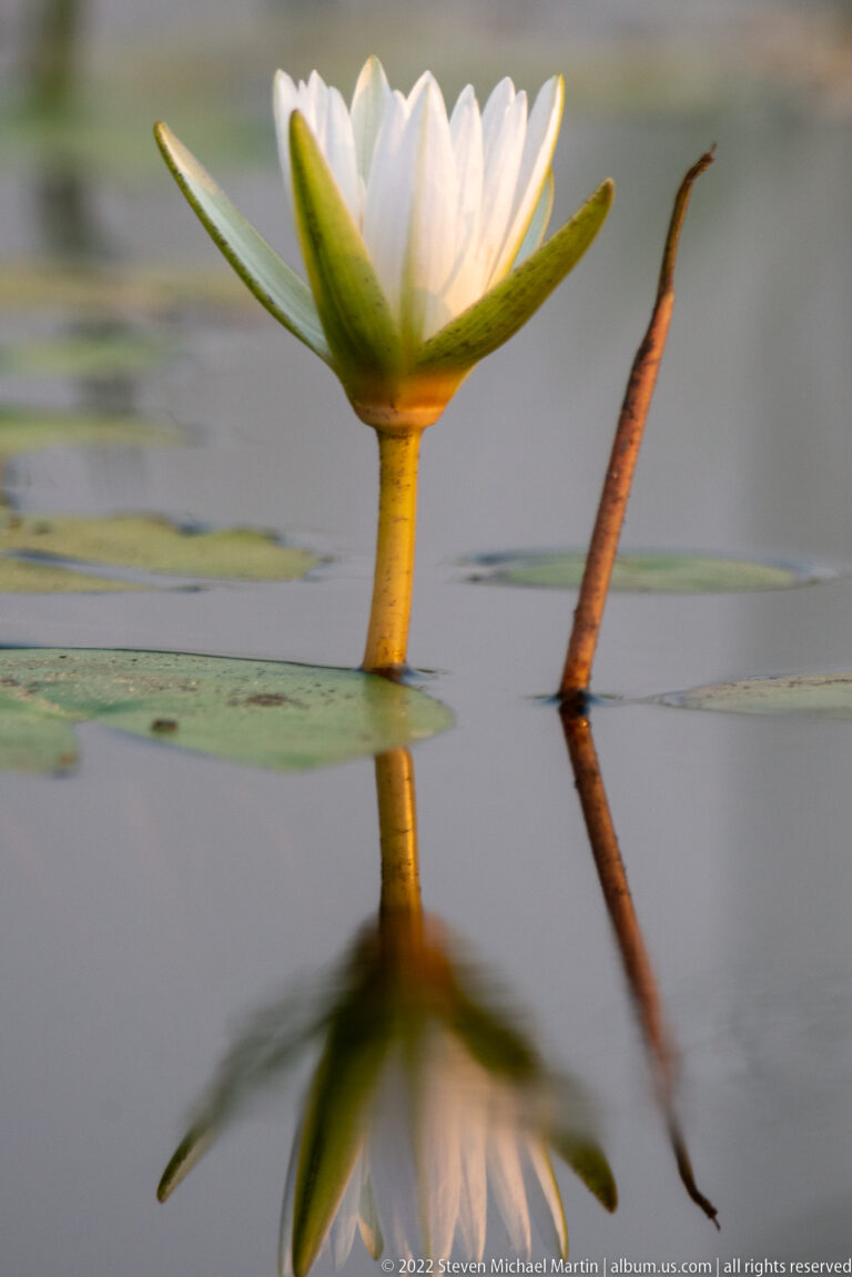 Low side view of a pale water lily above lily pads, with flower and stem reflected in calm water.