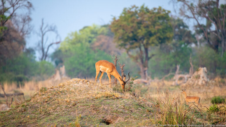 Male impala with curved horns grazing on a low mound, with another antelope partly visible nearby.