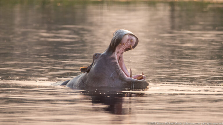 Adult hippopotamus in water with jaws opened extremely wide, exposing large teeth in warm backlight.