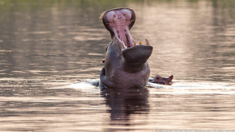Adult hippopotamus facing forward with mouth wide open as a small calf surfaces just behind.