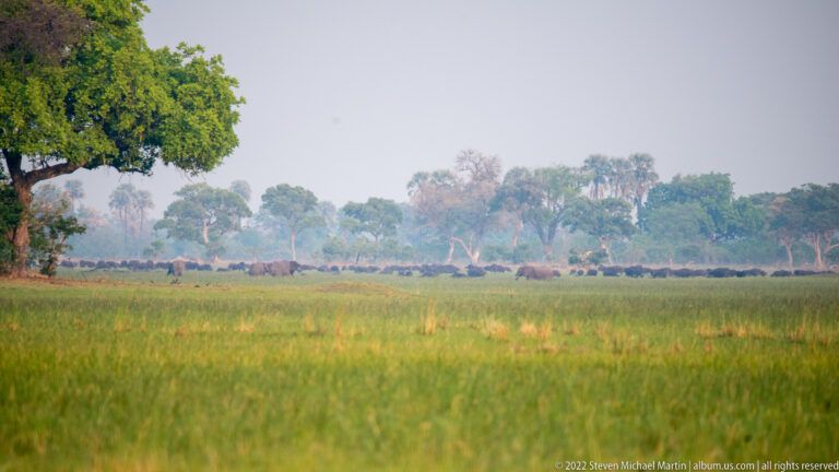Distant line of African buffalo moving across green floodplain grassland below riverine trees.