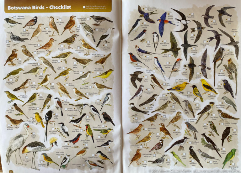 Illustrated Botswana bird checklist with rollers, bee-eaters, swallows, terrestrial birds, and many small songbirds beside labels and checkboxes.