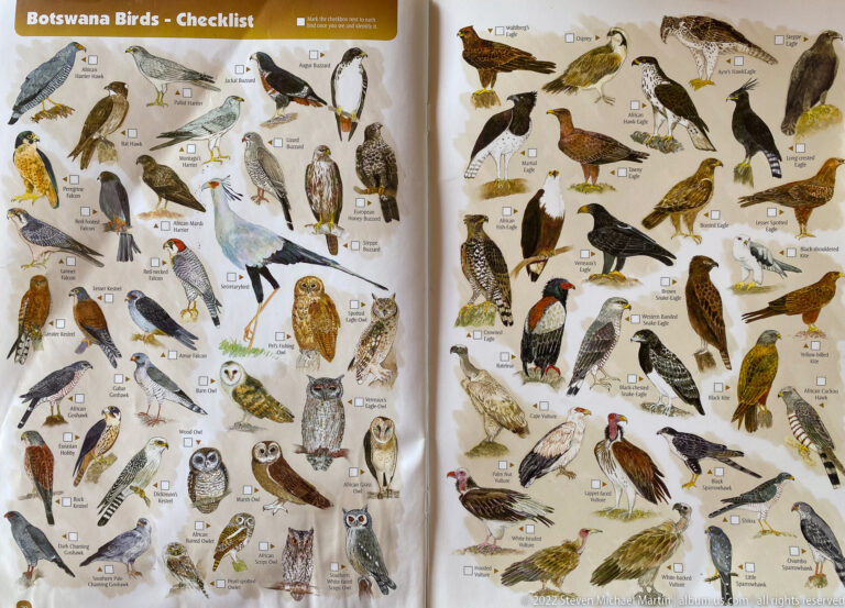 Illustrated raptor checklist with owls, eagles, hawks, falcons, vultures, and other birds of prey beside labels and checkboxes.