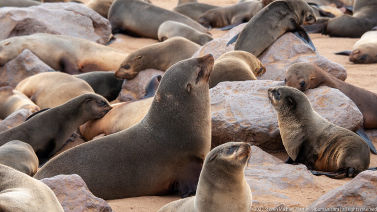 Adult and juvenile Cape fur seals resting together on pale coastal rocks at Cape Cross, Namibia.
