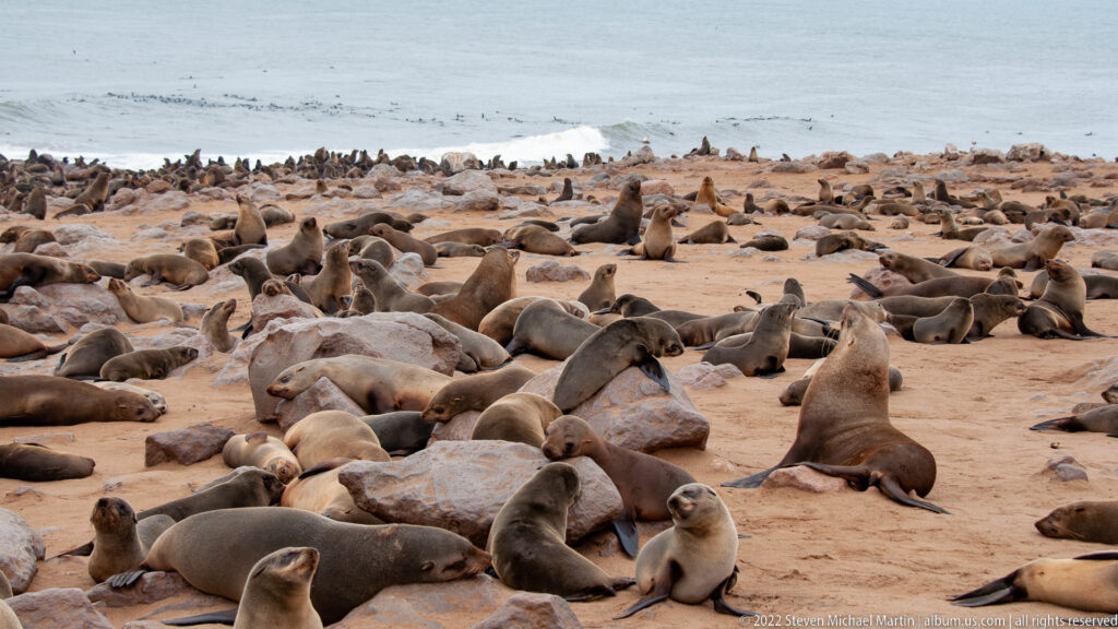 Wide view of Cape fur seals scattered across sandy and rocky ground at Cape Cross, with some sitting upright and the Atlantic surf visible in the background.