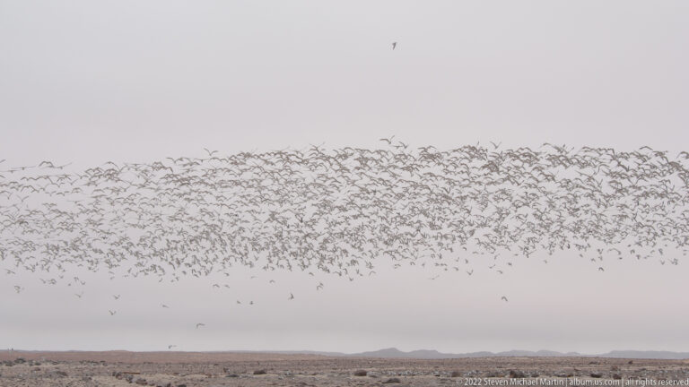 Dense flock of coastal seabirds flying in a horizontal band over the flat Cape Cross coastal plain under an overcast sky.