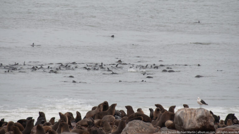 Telephoto view of a dense Cape fur seal colony on the rocky shore with many seal heads and backs breaking the surface of the gray Atlantic nearshore water.