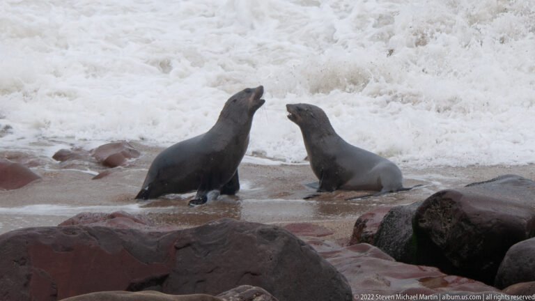 Two Cape fur seals upright and facing each other in shallow, foaming surf with a breaking wave behind them.